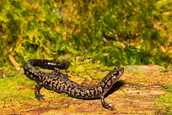(Plethodon welleri)