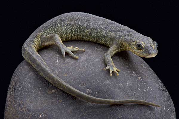 (Pleurodeles nebulosus)