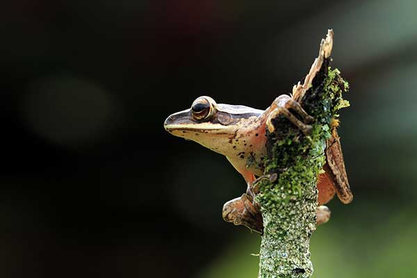 (Polypedates leucomystax)