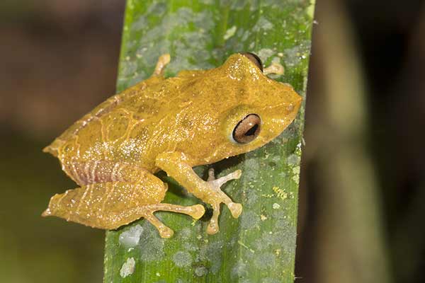 (Pristimantis quaquaversus)