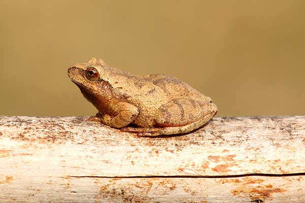 (Pseudacris crucifer)