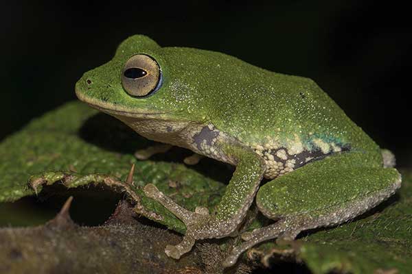 (Pseudophilautus ocularis)
