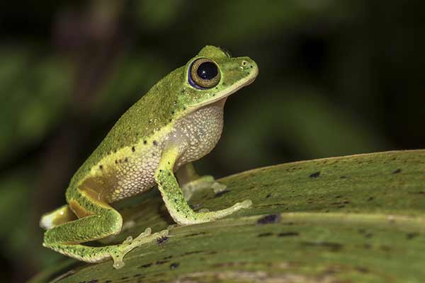 (Pseudophilautus poppiae)
