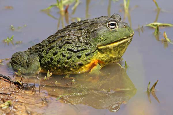 Żaba olbrzymia bucząca (Pyxicephalus adspersus)