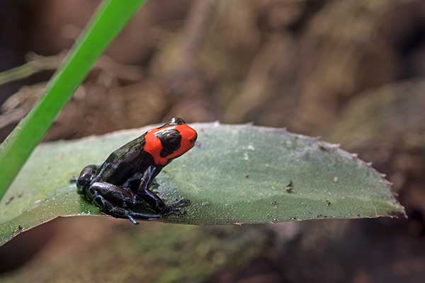 (Ranitomeya benedicta)