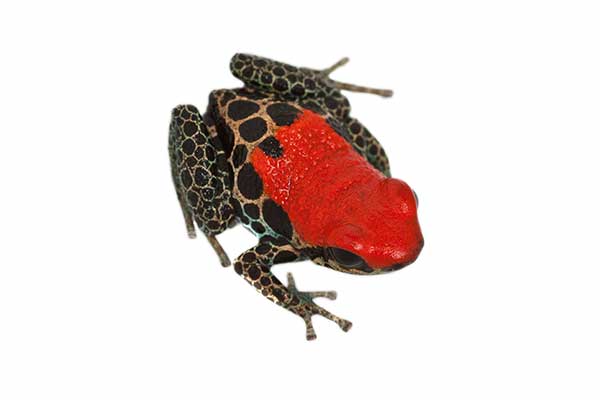 (Ranitomeya reticulata)
