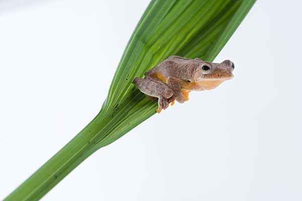 (Rhacophorus bipunctatus)