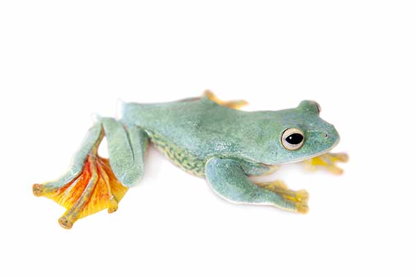 (Rhacophorus malabaricus)