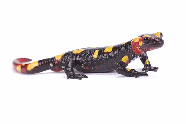 (Salamandra algira)