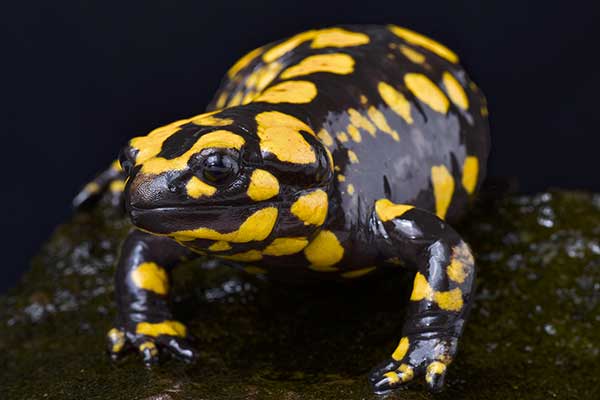 Salamandra korsykańska (Salamandra corsica)