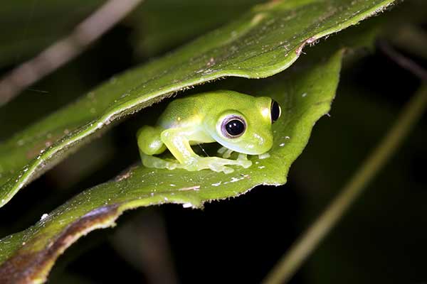 (Teratohyla midas)