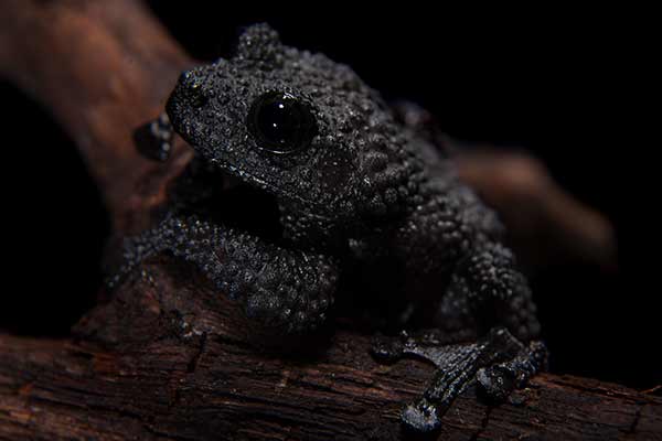 (Theloderma ryabovi)