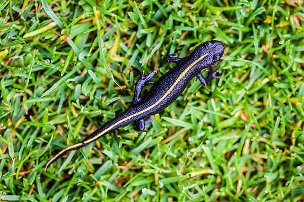 Traszka bladoskóra (Triturus carnifex)