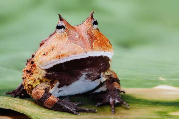 Amazońska żaba rogata (Ceratophrys cornuta)
