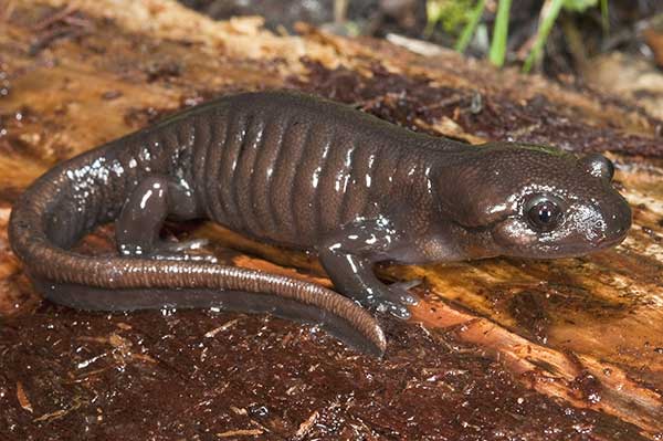 (Ambystoma gracile)