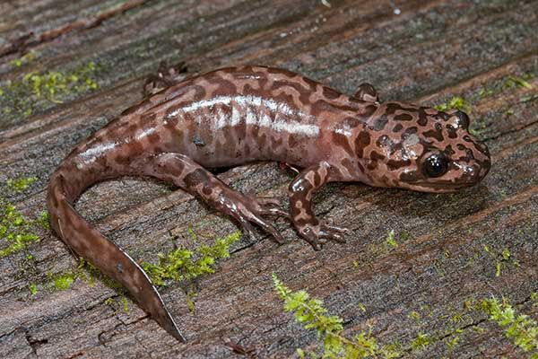 Ambystoma znad Pacyfiku (Dicamptodon ensatus)