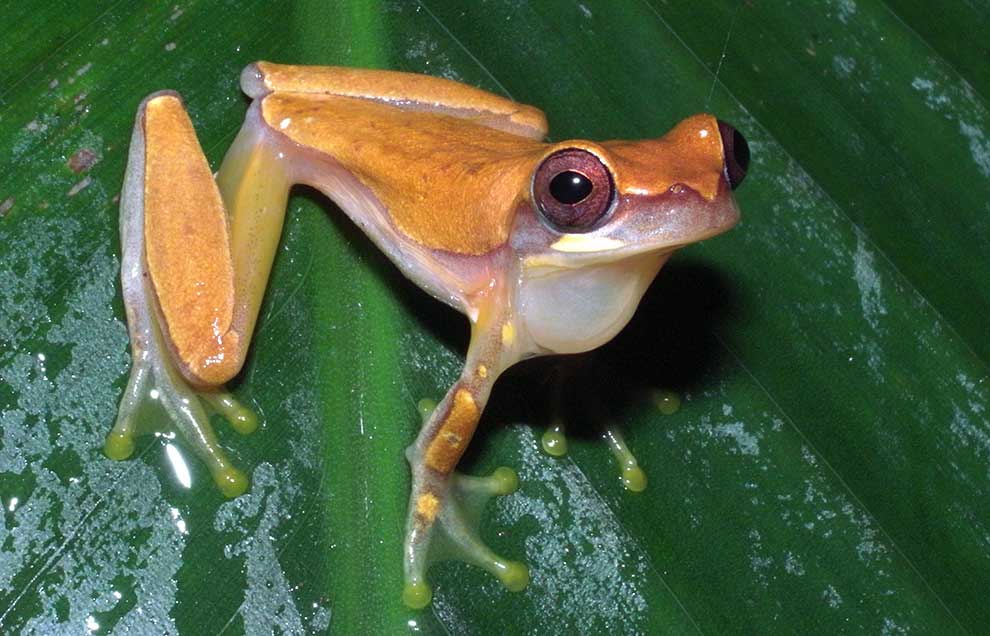 Dendropsophus microcephalus Medianauka.pl