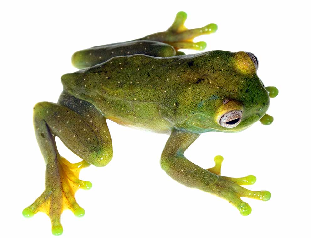 Galeria zdjęć Hyloscirtus phyllognathus medianauka.pl