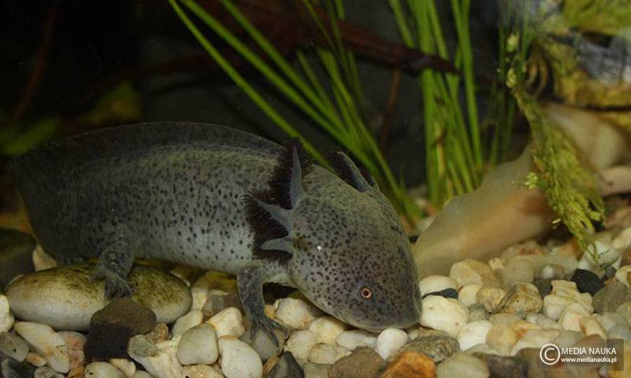 aksolotl meksykański (Ambystoma mexicanum)