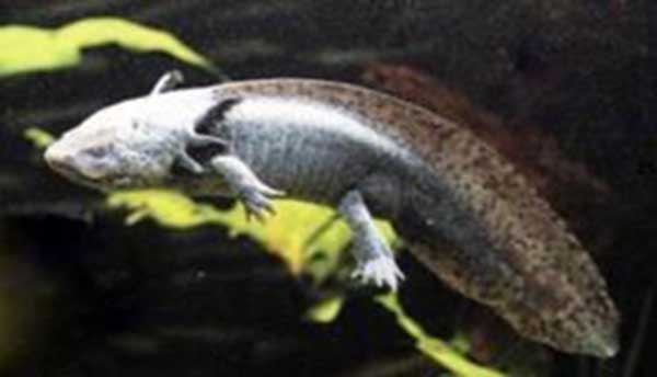 aksolotl meksykański (Ambystoma mexicanum)