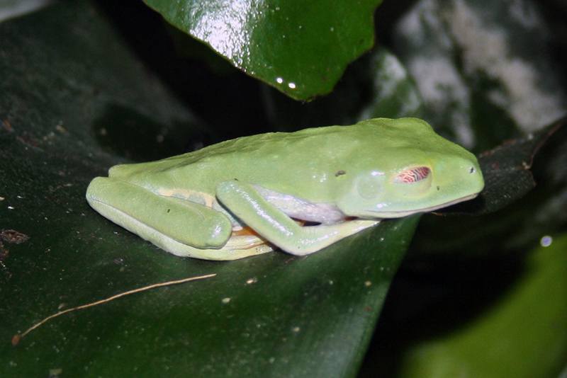 chwytnica czerwonooka (Agalychnis callidryas)