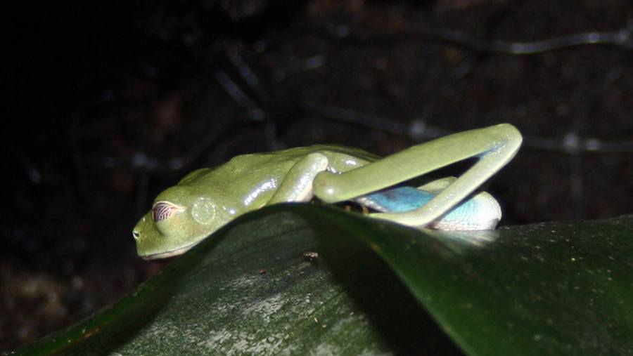 chwytnica czerwonooka (Agalychnis callidryas)