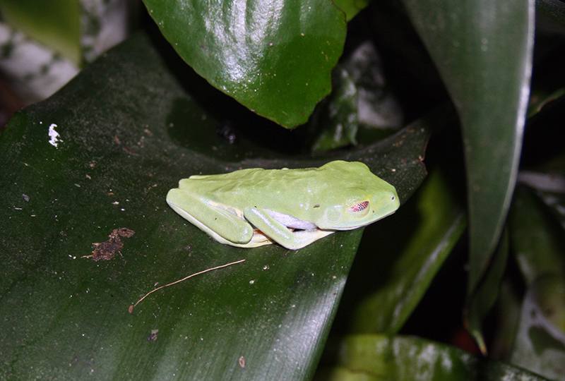 chwytnica czerwonooka (Agalychnis callidryas)