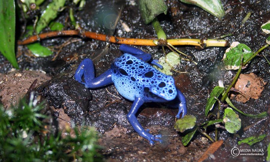 drzewołaz błękitny (Dendrobates tinctorius azureus)