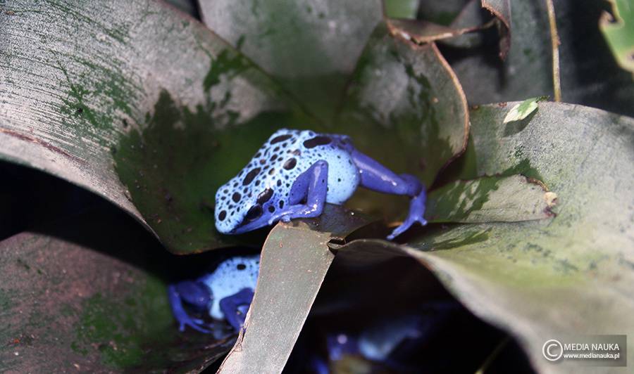 drzewołaz błękitny (Dendrobates tinctorius azureus)