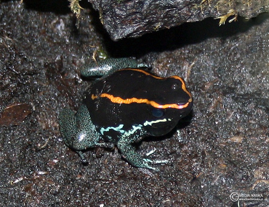 drzewołaz skoczny (Phyllobates vittatus)