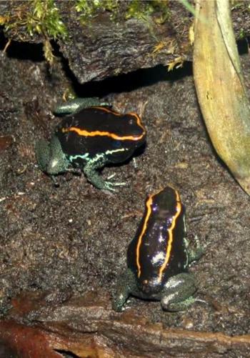 drzewołaz skoczny (Phyllobates vittatus)