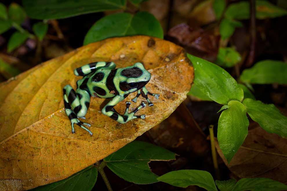 drzewołaz złocisty (Dendrobates auratus)
