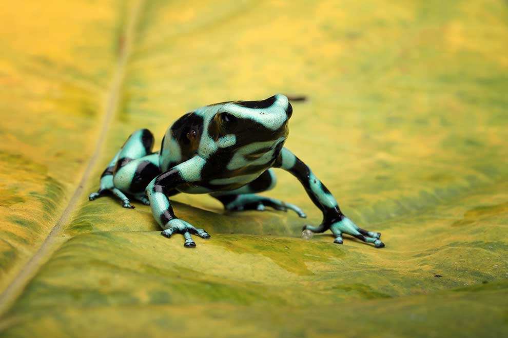 drzewołaz złocisty (Dendrobates auratus)