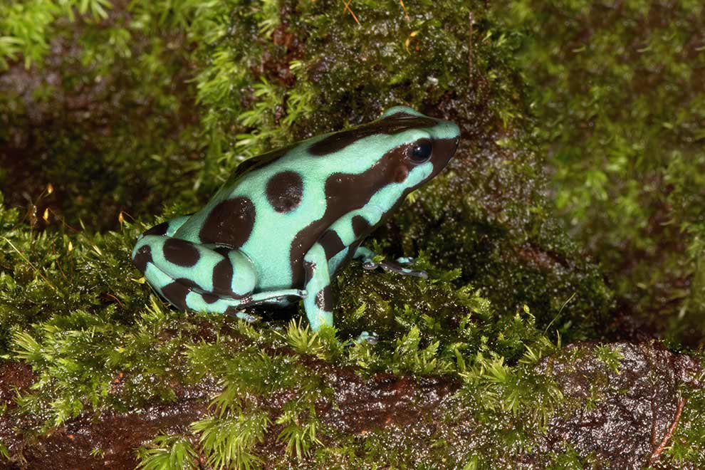 drzewołaz złocisty (Dendrobates auratus)