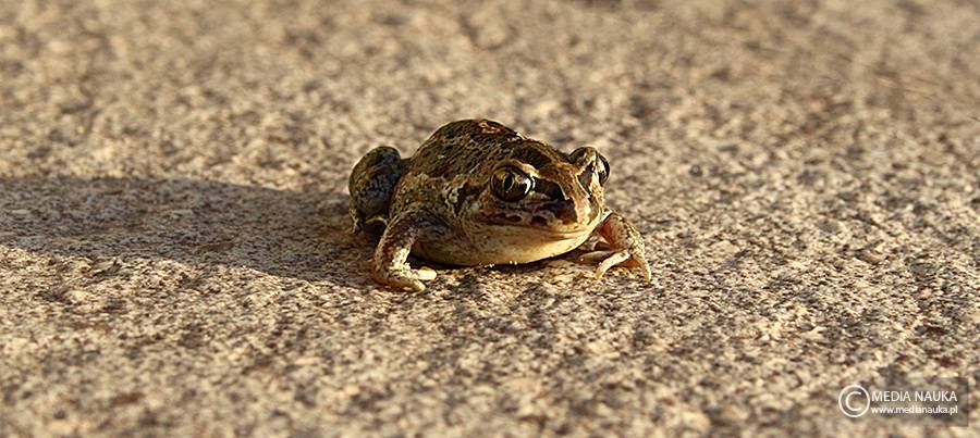 grzebiuszka ziemna, huczek (Pelobates fuscus)