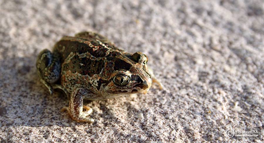 grzebiuszka ziemna, huczek (Pelobates fuscus)