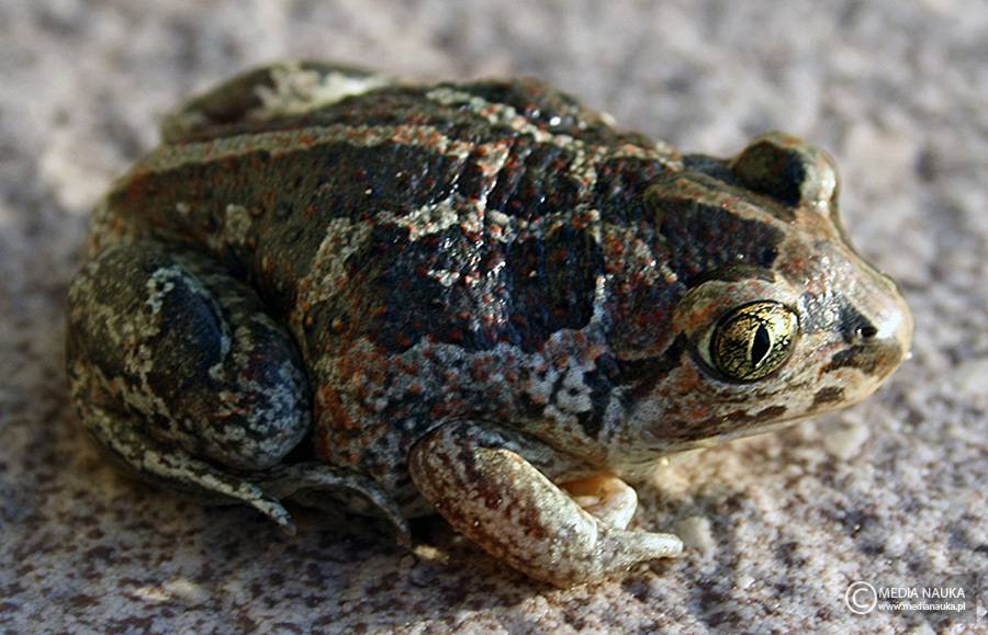 grzebiuszka ziemna, huczek (Pelobates fuscus)