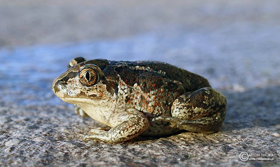 grzebiuszka ziemna, huczek (Pelobates fuscus)