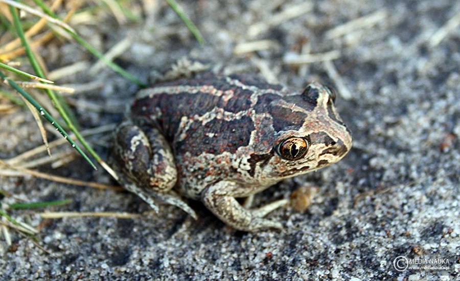grzebiuszka ziemna, huczek (Pelobates fuscus)