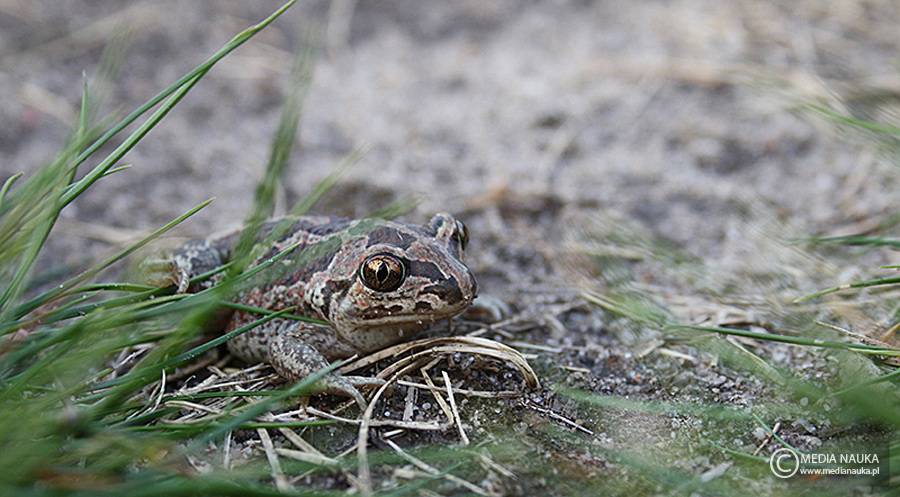 grzebiuszka ziemna, huczek (Pelobates fuscus)