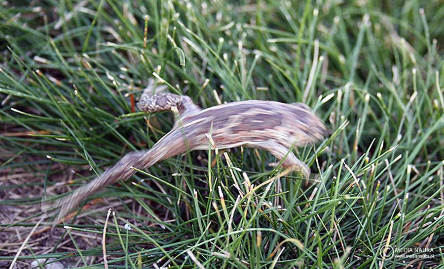 grzebiuszka ziemna, huczek (Pelobates fuscus)