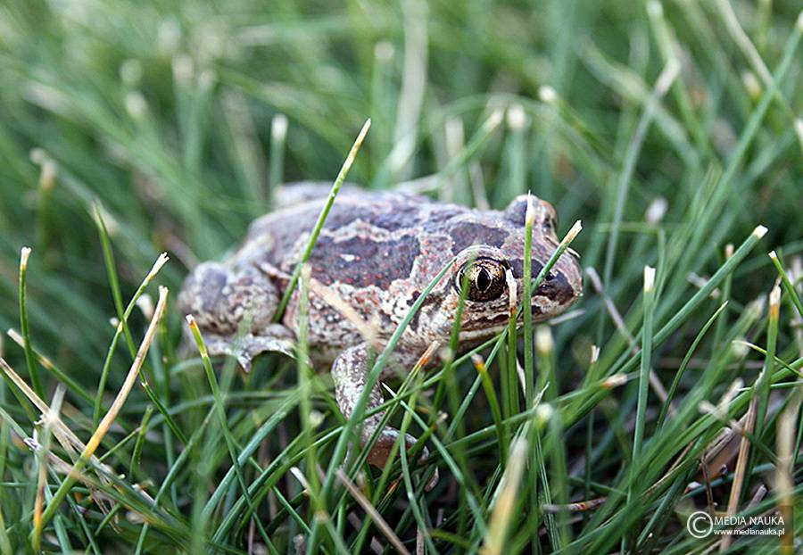 grzebiuszka ziemna, huczek (Pelobates fuscus)