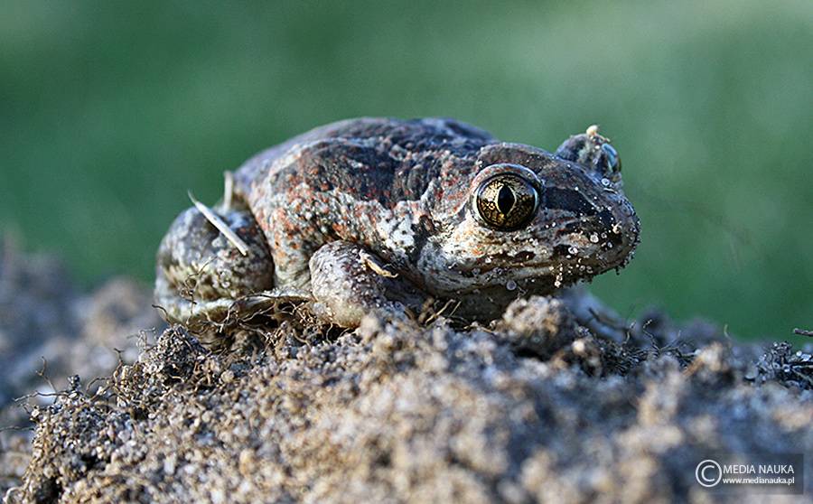 grzebiuszka ziemna, huczek (Pelobates fuscus)
