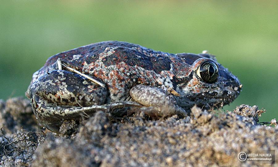 grzebiuszka ziemna, huczek (Pelobates fuscus)