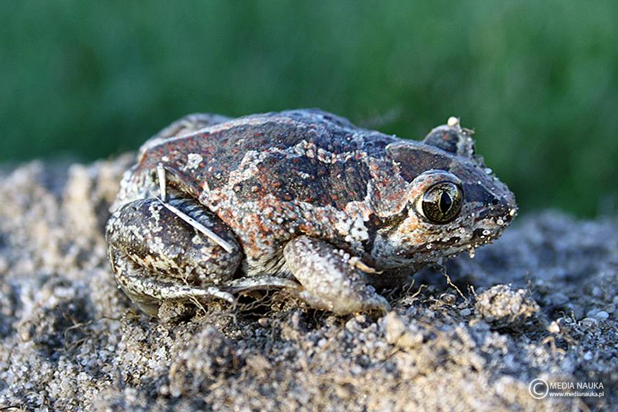 grzebiuszka ziemna, huczek (Pelobates fuscus)
