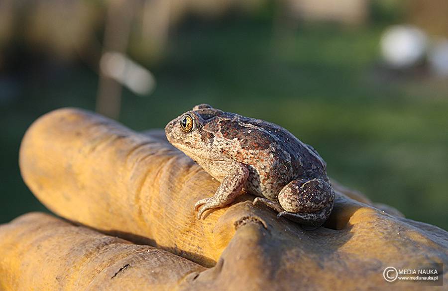 grzebiuszka ziemna, huczek (Pelobates fuscus)