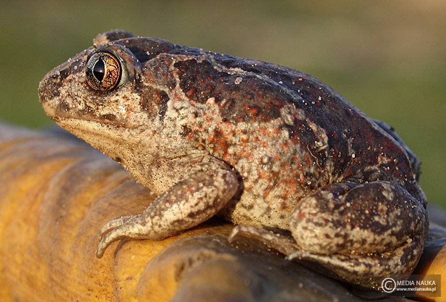 grzebiuszka ziemna, huczek (Pelobates fuscus)