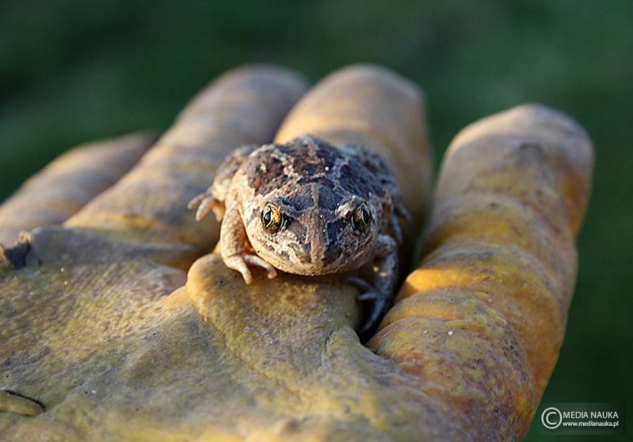 grzebiuszka ziemna, huczek (Pelobates fuscus)