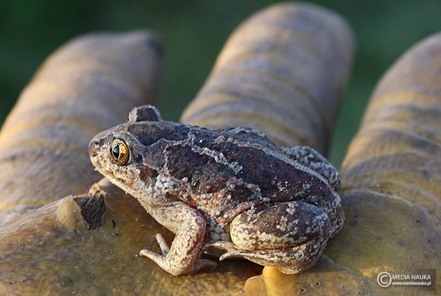 grzebiuszka ziemna, huczek (Pelobates fuscus)