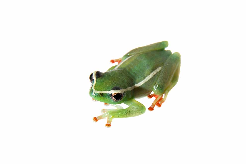 Hyperolius riggenbachi